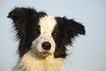 Deutschland, Baden Württemberg, Border Collie Hund schaut weg - SLF000002