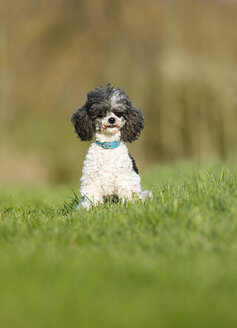 Deutschland, Baden Württemberg, Pudelhund sitzend auf Wiese - SLF000068