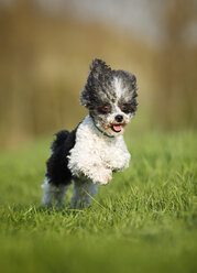 Deutschland, Baden Württemberg, Pudelhund läuft auf einer Wiese - SLF000067