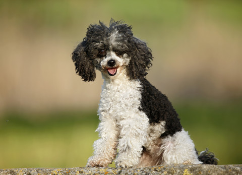 Deutschland, Baden Württemberg, Pudelhund sitzt auf einer Wiese, lizenzfreies Stockfoto