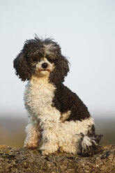 Germany, Baden Wuerttemberg, Poodle dog sitting on rock - SLF000084