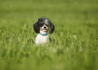 Deutschland, Baden Württemberg, Pudelhund sitzend auf Wiese - SLF000085