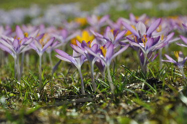 Deutschland, Bayern, Feld mit violettem Krokus, Nahaufnahme - AXF000447