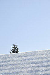 Tannenbaum hinter verschneitem Hausdach - AXF000455