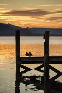 Deutschland, Baden Württemberg, Enten auf dem Steg am Bodensee - ELF000011