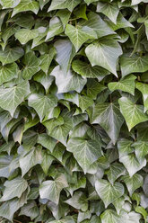 Germany, Laupheim, Ivy, close up - HAF000067