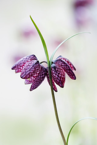 Germany, Baden Wuerttemberg, Chess flower, close up stock photo