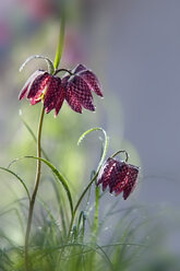 Deutschland, Baden Württemberg, Schachblumen, Nahaufnahme - BST000043