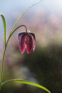 Deutschland, Baden Württemberg, Schachblume, Nahaufnahme - BST000044