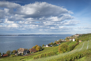 Deutschland, Baden Württemberg, Blick auf Rebgut Haltnau am Bodensee - EL000020