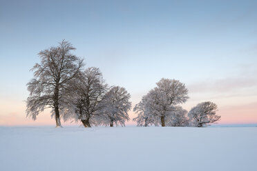 Germany, Baden Wuerttemberg, Wind bent beech trees in winter - ELF000037