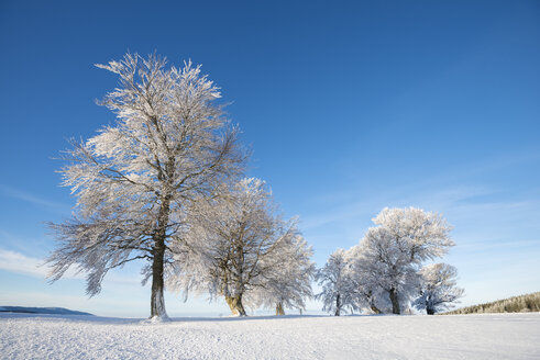 Deutschland, Baden Württemberg, Windgebeugte Buchen im Winter - ELF000038