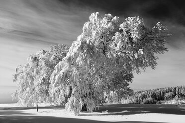 Germany, Baden Wuerttemberg, Wind bent beech trees in winter - ELF000040