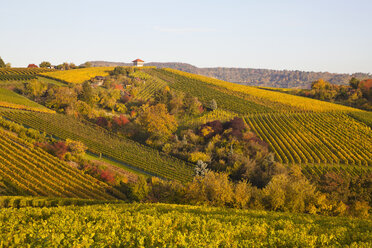 Deutschland, Baden Württemberg, Stuttgart, Blick auf einen Weinberg im Herbst - WDF001738