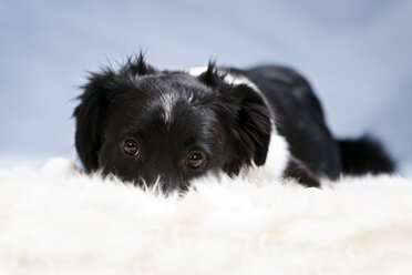 Deutschland, Baden Württemberg, Border Collie Hund auf Teppich liegend, Nahaufnahme - SLF000027