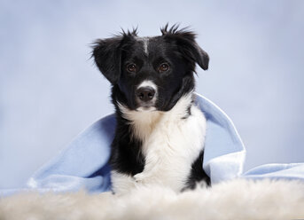 Germany, Baden Wuerttemberg, Border collie dog lying on carpet, close up - SLF000030