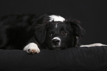 Deutschland, Baden Württemberg, Border Collie Hund auf Sofa liegend, Nahaufnahme - SLF000042