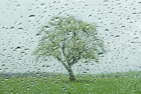 Regentropfen auf Fensterscheibe mit Apfelbaum im Hintergrund, lizenzfreies Stockfoto