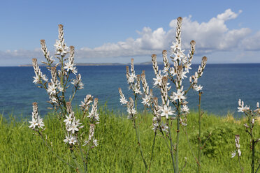 Türkei, Blick auf verzweigte Asphodel - SIEF003671