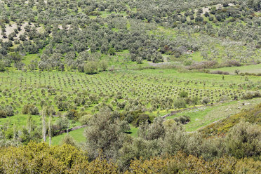 Turkey, Olive trees near Gülpnar - SIEF003647