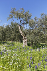 Türkei, Olivenbäume und blaue Lupinen - SIEF003658