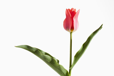 Rote Tulpe vor weißem Hintergrund, Nahaufnahme - CSF019113