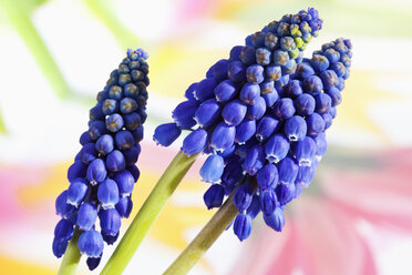 Blaue Traubenhyazinthenblüten, Nahaufnahme - CSF019119