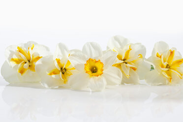 White and yellow daffodil flowers on white background, close up - CSF019121