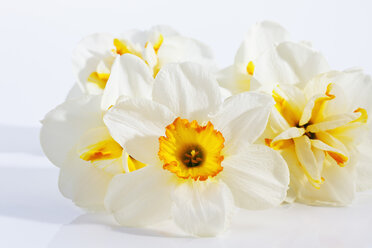 White and yellow daffodil flowers on white background, close up - CSF019122