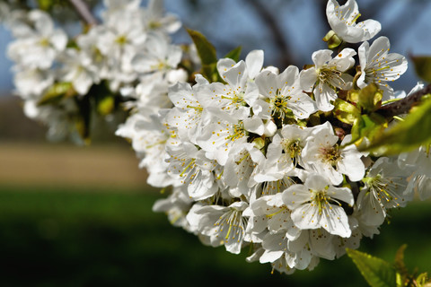 Germany, Baden Wuerttemberg, Blossom apple tree, close up stock photo