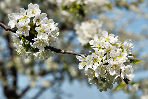 Germany, Baden Wuerttemberg, Blossom apple tree, close up - BSTF000046