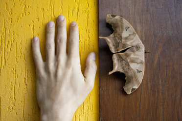 Brasilien, Schmetterling auf Holzwand neben menschlicher Hand - NDF000404