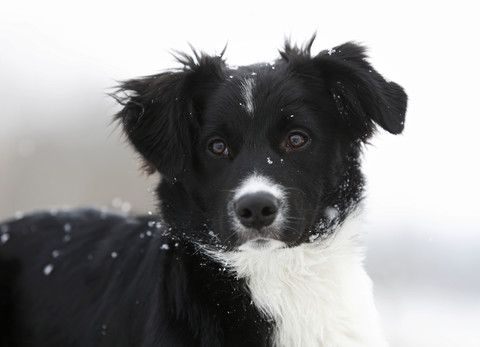 Deutschland, Baden Württemberg, Border Collie Welpe, Nahaufnahme, lizenzfreies Stockfoto