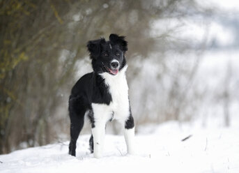 Deutschland, Baden Württemberg, Border Collie Welpe, Nahaufnahme - SLF000044