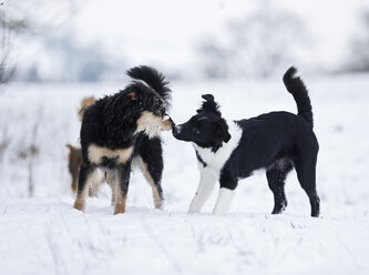 Deutschland, Baden Württemberg, Drei Hunde spielen im Schnee - SLF000041