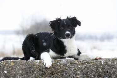 Deutschland, Baden Württemberg, Border Collie Welpe liegend auf Fels - SLF000046