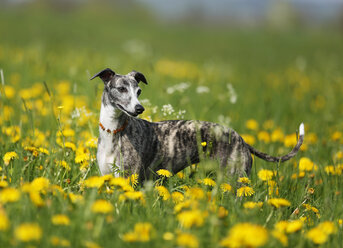 Deutschland, Baden Württemberg, Whippet Hund auf Wiese - SLF000082