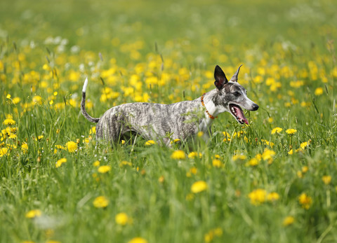 Deutschland, Baden Württemberg, Whippet Hund auf Wiese, lizenzfreies Stockfoto