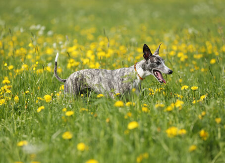 Germany, Baden Wuerttemberg, Whippet dog in meadow - SLF000080