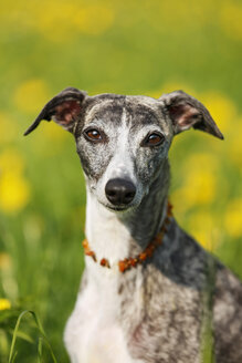 Deutschland, Baden Württemberg, Whippet Hund auf Wiese, Nahaufnahme - SLF000079