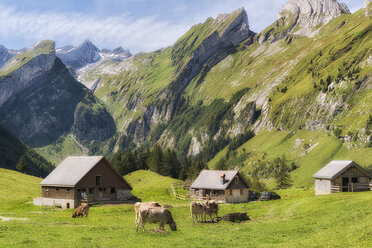 Switzerland, Cows grazing grass with cottage house - SHF000712