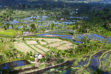 Indonesien, Blick auf Reisfelder am Berg Abang - AMF000010