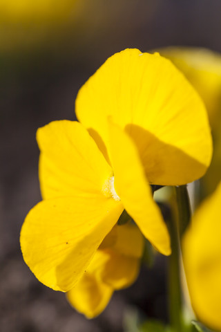 Deutschland, Hessen, Stiefmütterchenblüte, Nahaufnahme, lizenzfreies Stockfoto