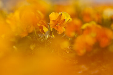 Germany, Hesse, Pansy flowers, close up - SRF000086