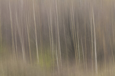 Germany, Hesse, Blurred motion of trees, close up - SRF000081