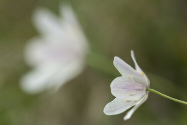 Germany, Thuringia, Wood Anemone flowers, close up - SRF000077