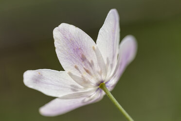 Germany, Thuringia, Wood Anemone flower, close up - SRF000100