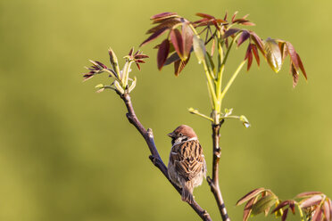 Germany, Hesse, Tree sparrow perching on branch, close up - SRF000098