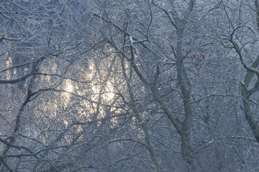 Deutschland, Hessen, Frostige Zweige im Winter - SRF000075