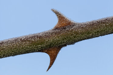 Germany, Hesse, Frosty thorns, close up - SRF000092